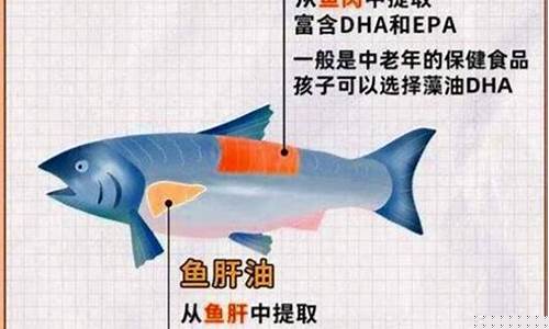 鱼肝油价格的变化_鱼肝油市场价