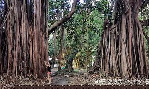毛里求斯当地油价是多少_毛里求斯当地油价