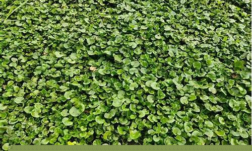 草坪马蹄金价格多少_马蹄金草坪需要修剪吗