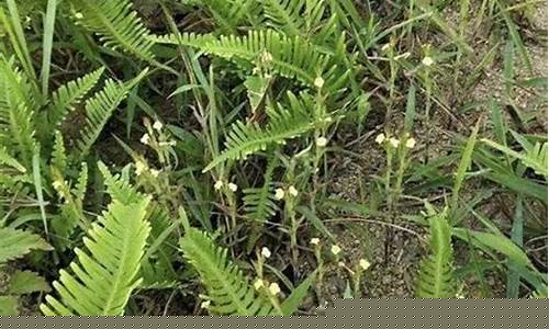 种植的独脚金价格_独脚金产量