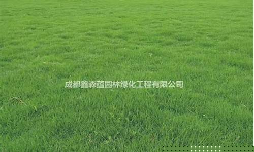 昭通草坪马蹄金价格_马蹄金草坪的优点